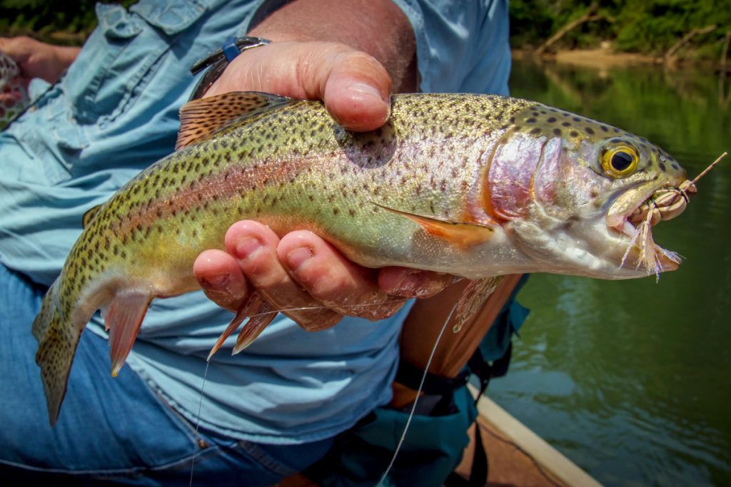 Trout Stocking Begins Next Week At Cacapon State Park Lakes and Opequon